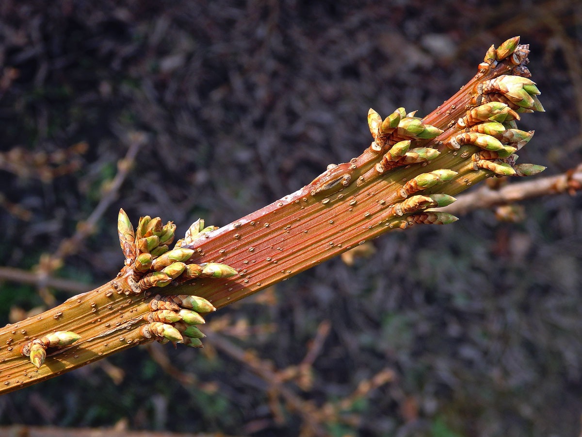 Zlatice převislá (Forsythia suspensa (Thumb.) Vahl), větévka postižená fasciací (1b)