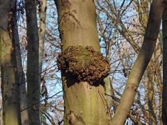 Nádor na buku lesním (Fagus sylvatica L.) (23a)