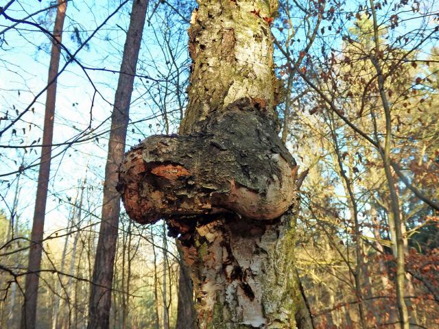 Nádor na bříze bělokoré (Betula pendula Roth) (52)