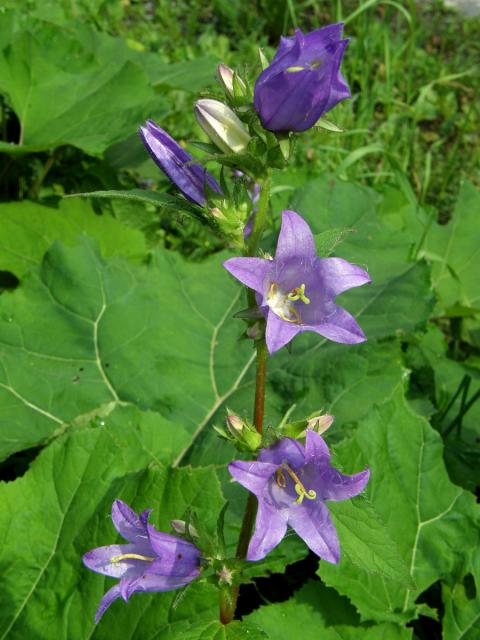 Zvonek kopřivolistý (Campanula trachelium L.)