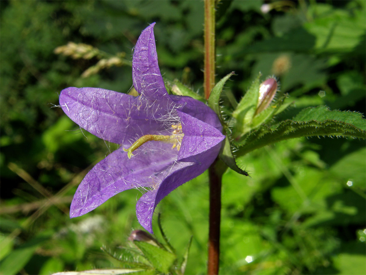 Zvonek kopřivolistý (Campanula trachelium L.)