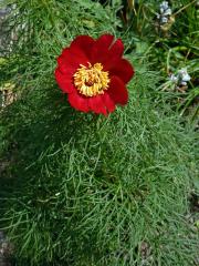 Pivoňka úzkolistá (Paeonia tenuifolia L.)