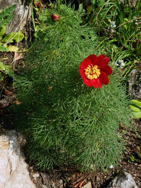 Pivoňka úzkolistá (Paeonia tenuifolia L.)