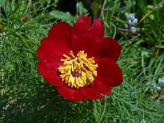 Pivoňka úzkolistá (Paeonia tenuifolia L.)