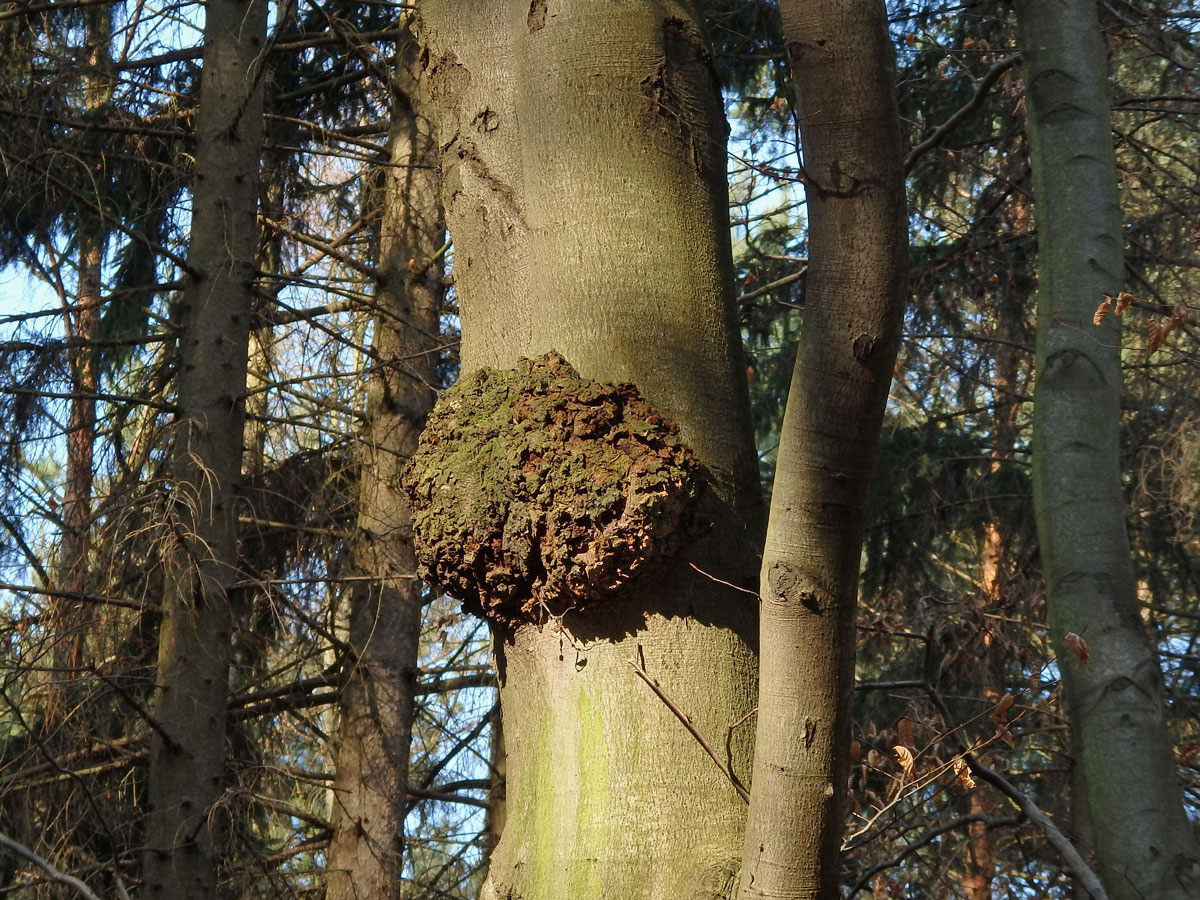 Nádor na buku lesním (Fagus sylvatica L.) (23b)