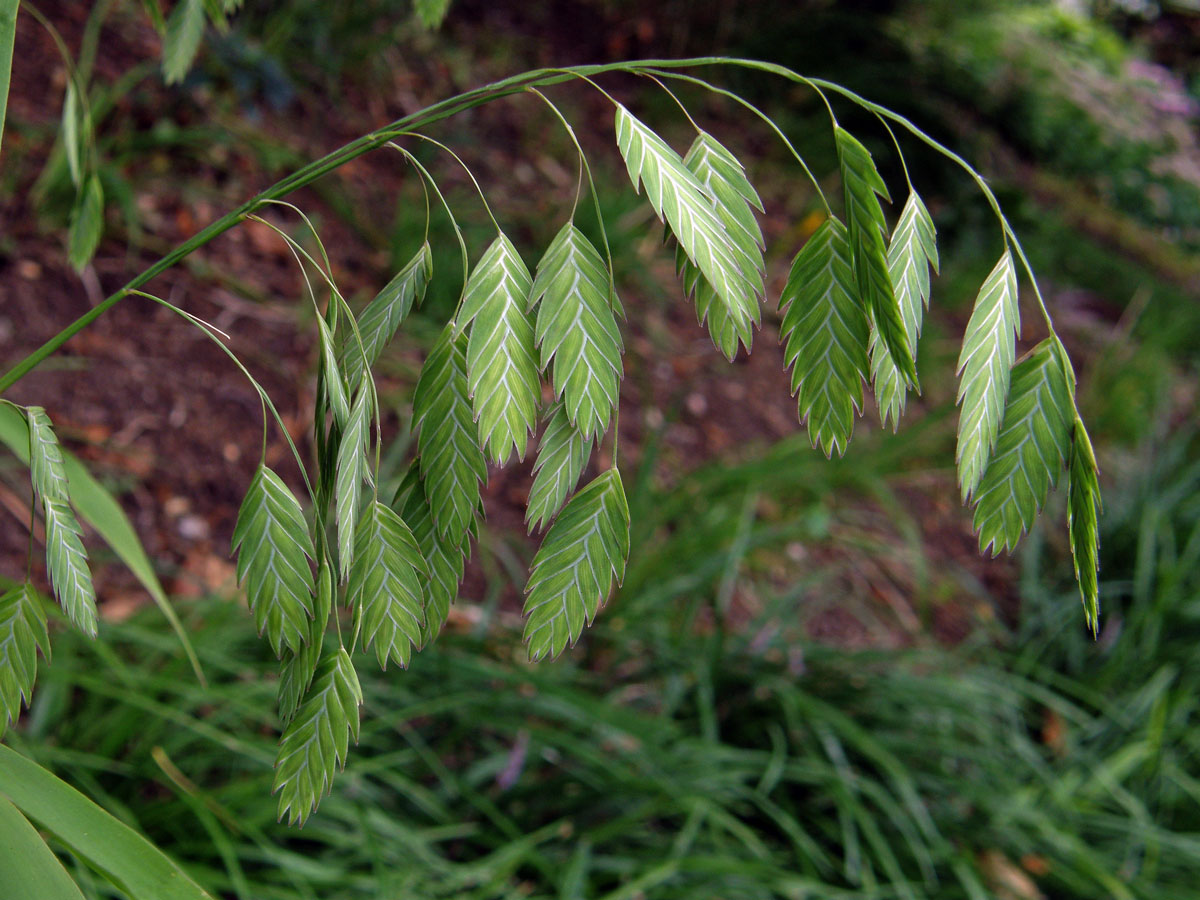 Chasmanthium latifolium (Michx.) Yates