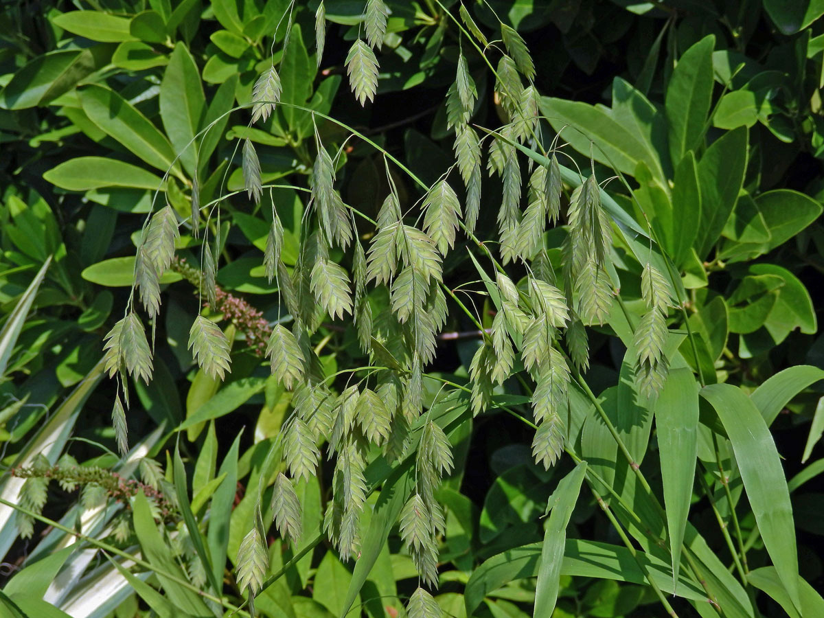 Chasmanthium latifolium (Michx.) Yates