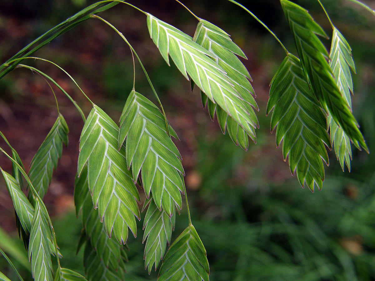 Chasmanthium latifolium (Michx.) Yates