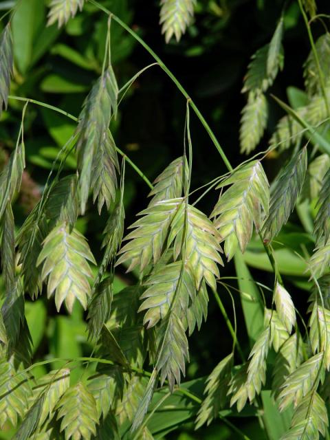 Chasmanthium latifolium (Michx.) Yates