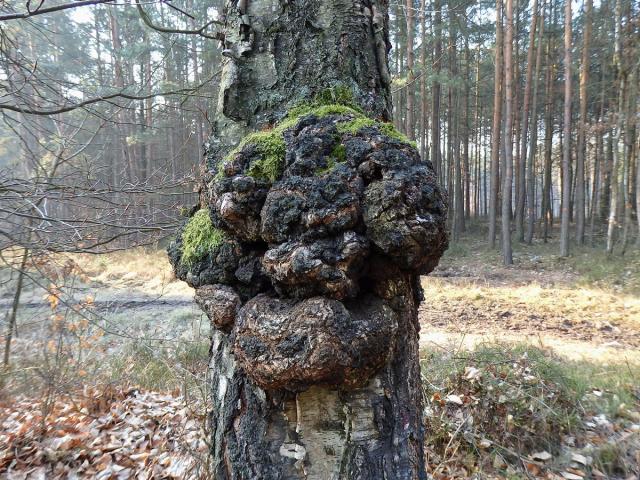 Nádor na bříze bělokoré (Betula pendula Roth) (53a)