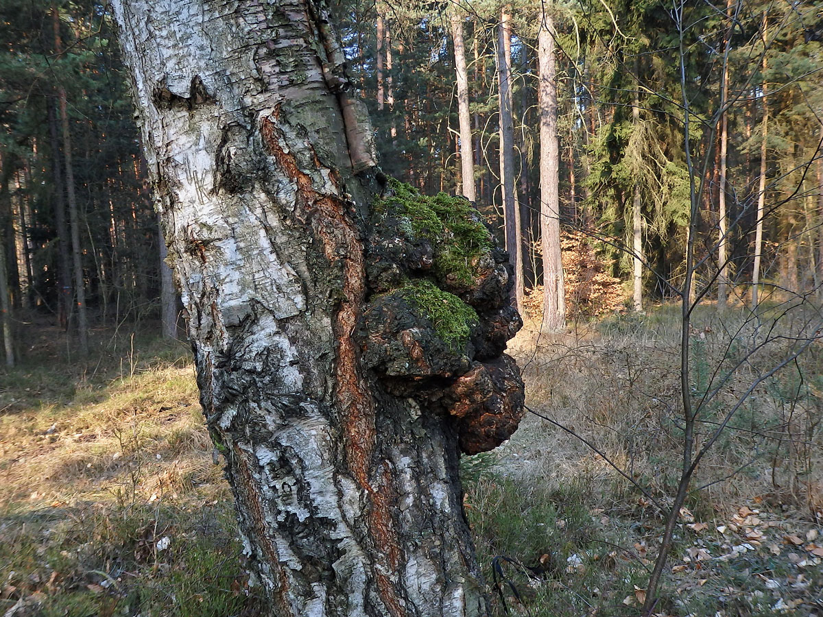 Nádor na bříze bělokoré (Betula pendula Roth) (53b)