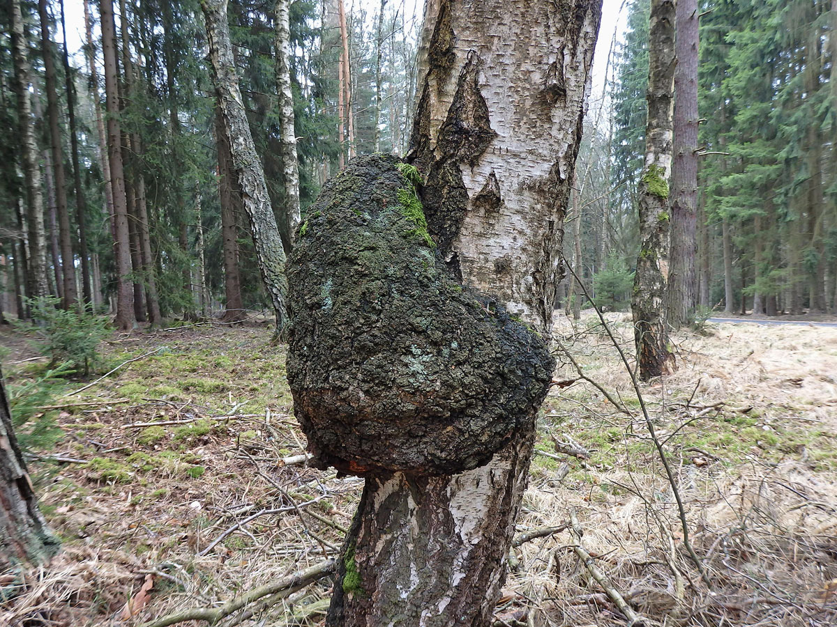 Nádor na bříze bělokoré (Betula pendula Roth) (54b)