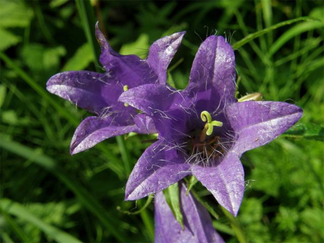 Zvonek kopřivolistý (Campanula trachelium L.)