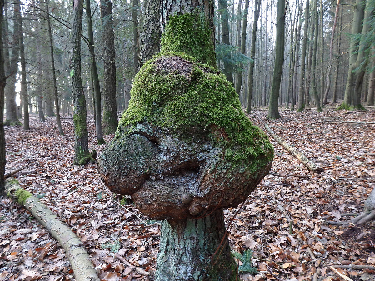 Tumor na olši lepkavé (Alnus glutinosa (L.) Gaertn.) (15b)