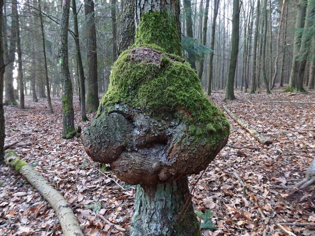 Tumor na olši lepkavé (Alnus glutinosa (L.) Gaertn.) (15b)