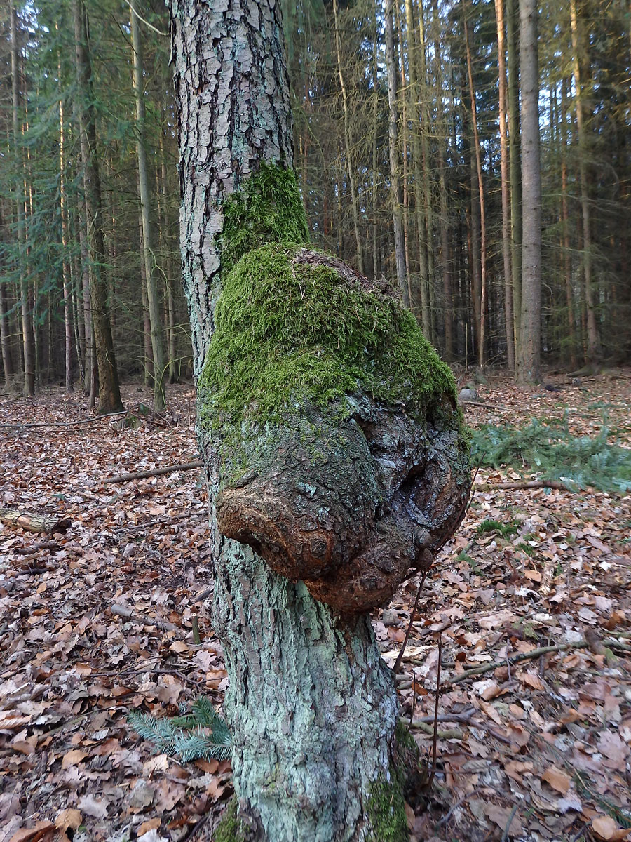 Tumor na olši lepkavé (Alnus glutinosa (L.) Gaertn.) (15c)