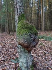 Tumor na olši lepkavé (Alnus glutinosa (L.) Gaertn.) (15c)