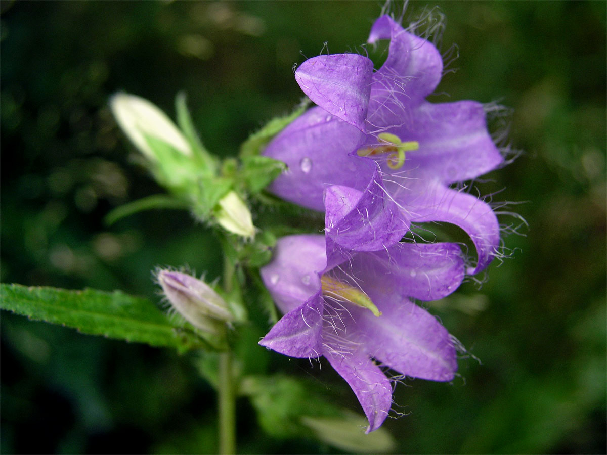 Zvonek kopřivolistý (Campanula trachelium L.)