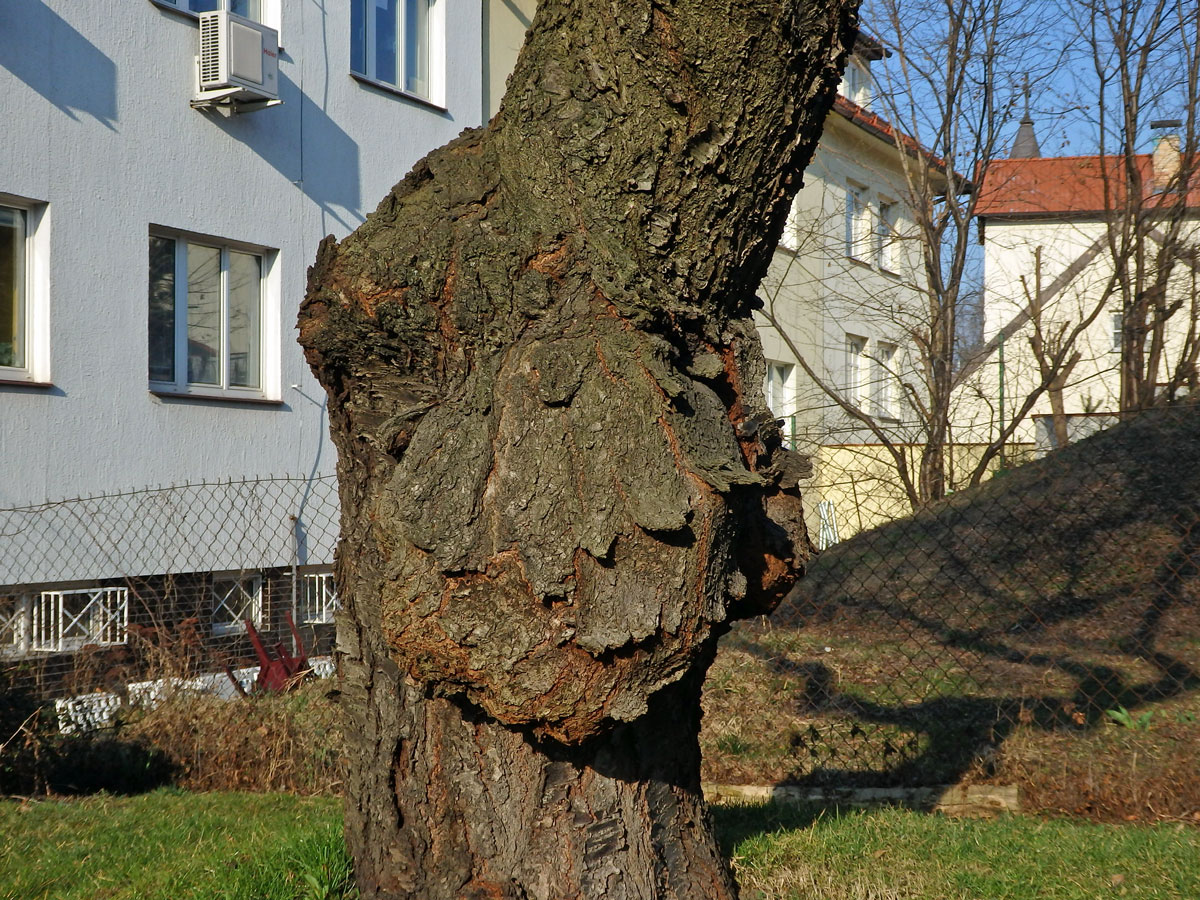 Třešeň ptačí (Prunus avium (L.) L.) (26a) s nádorem na kmeni