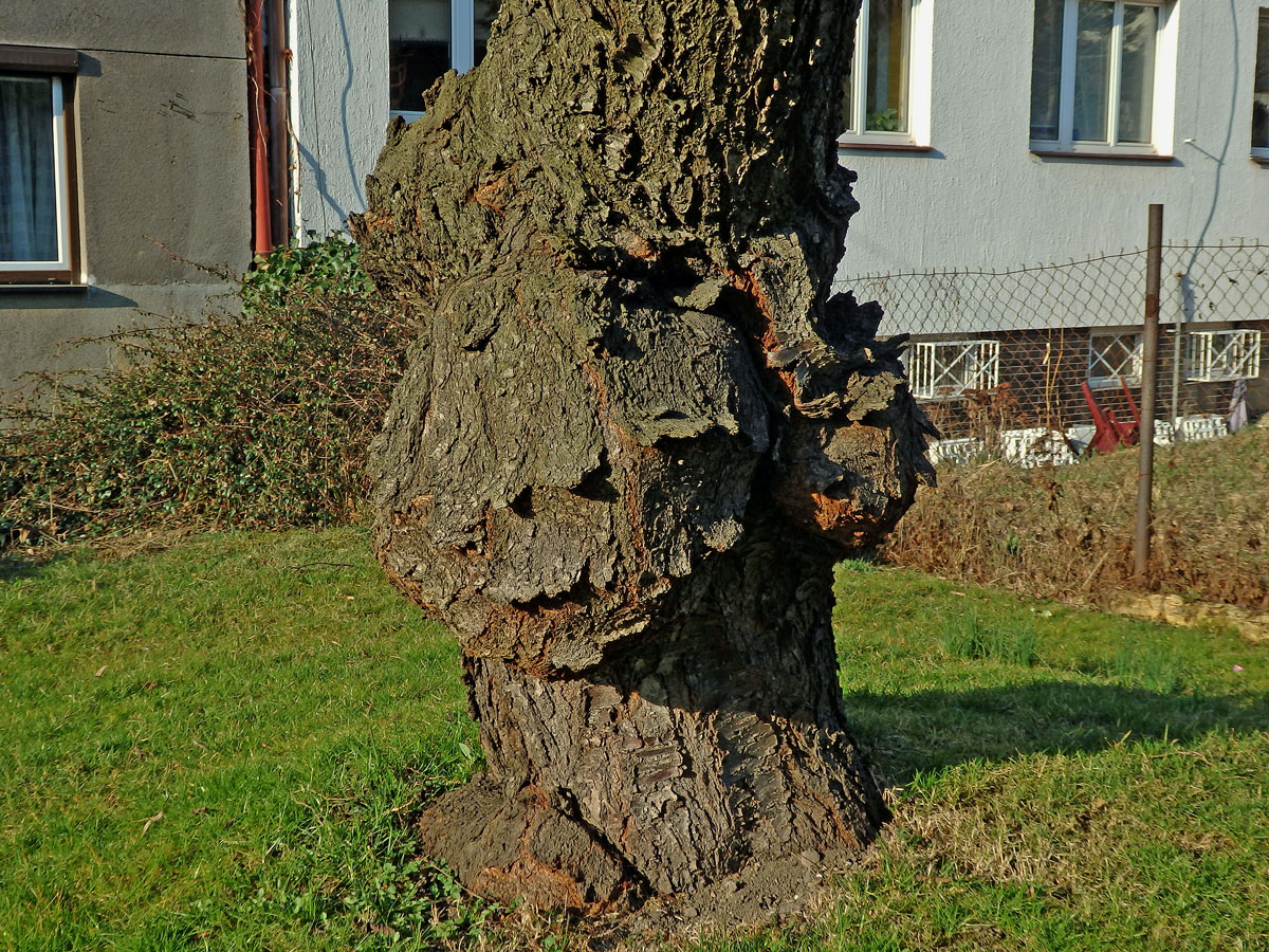 Třešeň ptačí (Prunus avium (L.) L.) (26b) s nádorem na kmeni