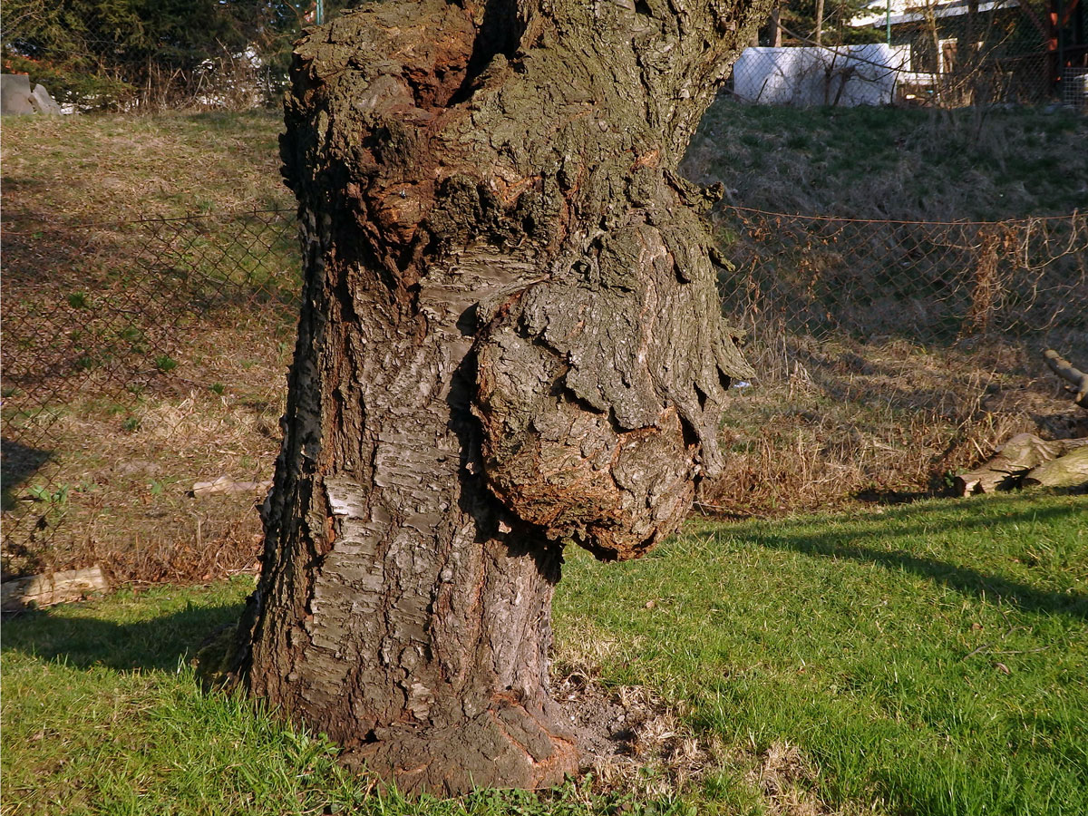 Třešeň ptačí (Prunus avium (L.) L.) (26c) s nádorem na kmeni