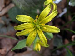 Křivatec žlutý (Gagea lutea (L.) Ker-Gawler) - osmičetný květ (3)