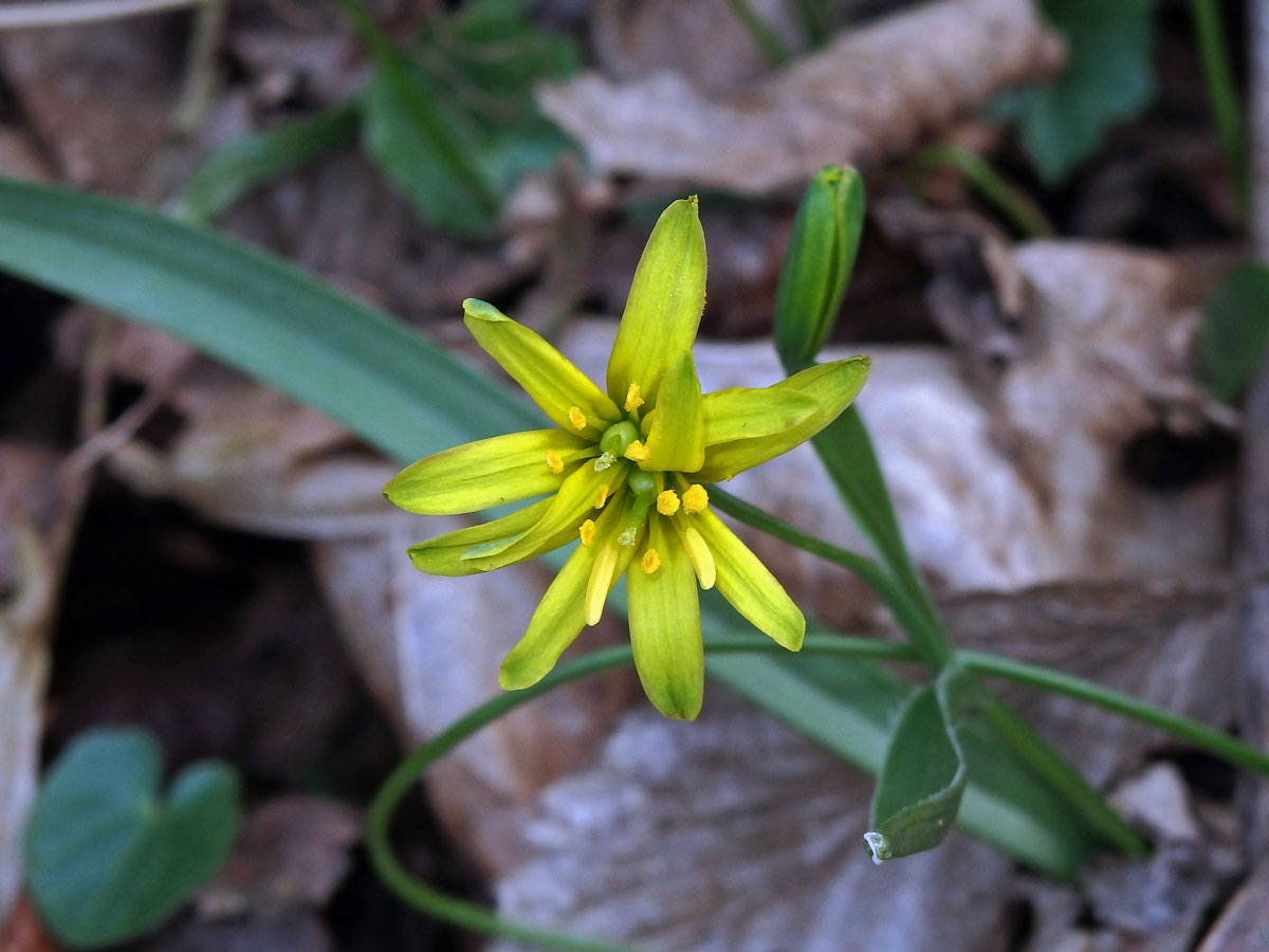 Křivatec žlutý (Gagea lutea (L.) Ker-Gawler) (1a)