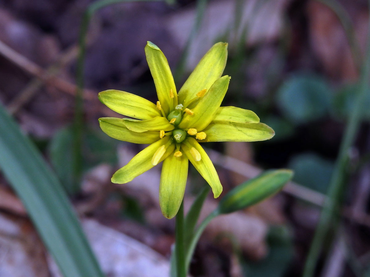 Křivatec žlutý (Gagea lutea (L.) Ker-Gawler) (1b)