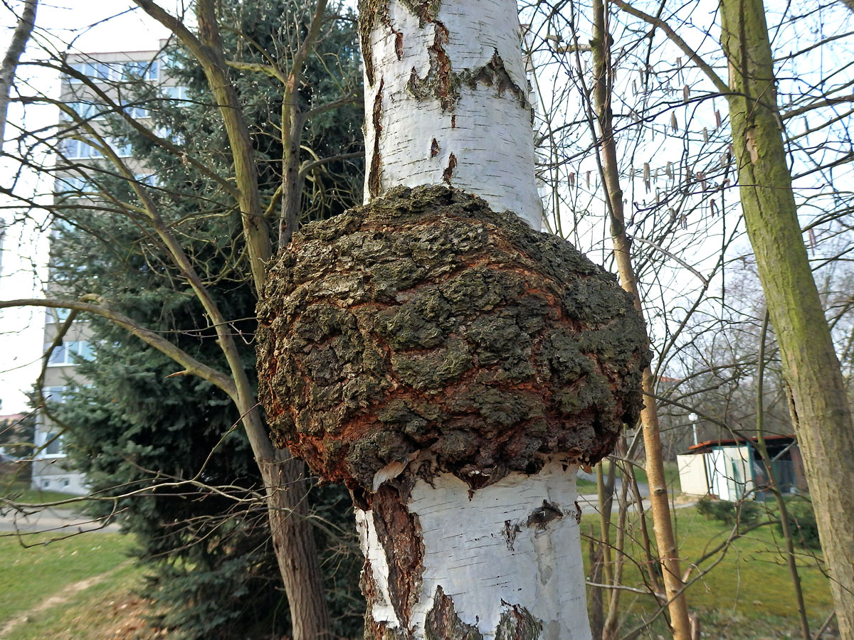 Nádor na bříze bělokoré (Betula pendula Roth) (55a)