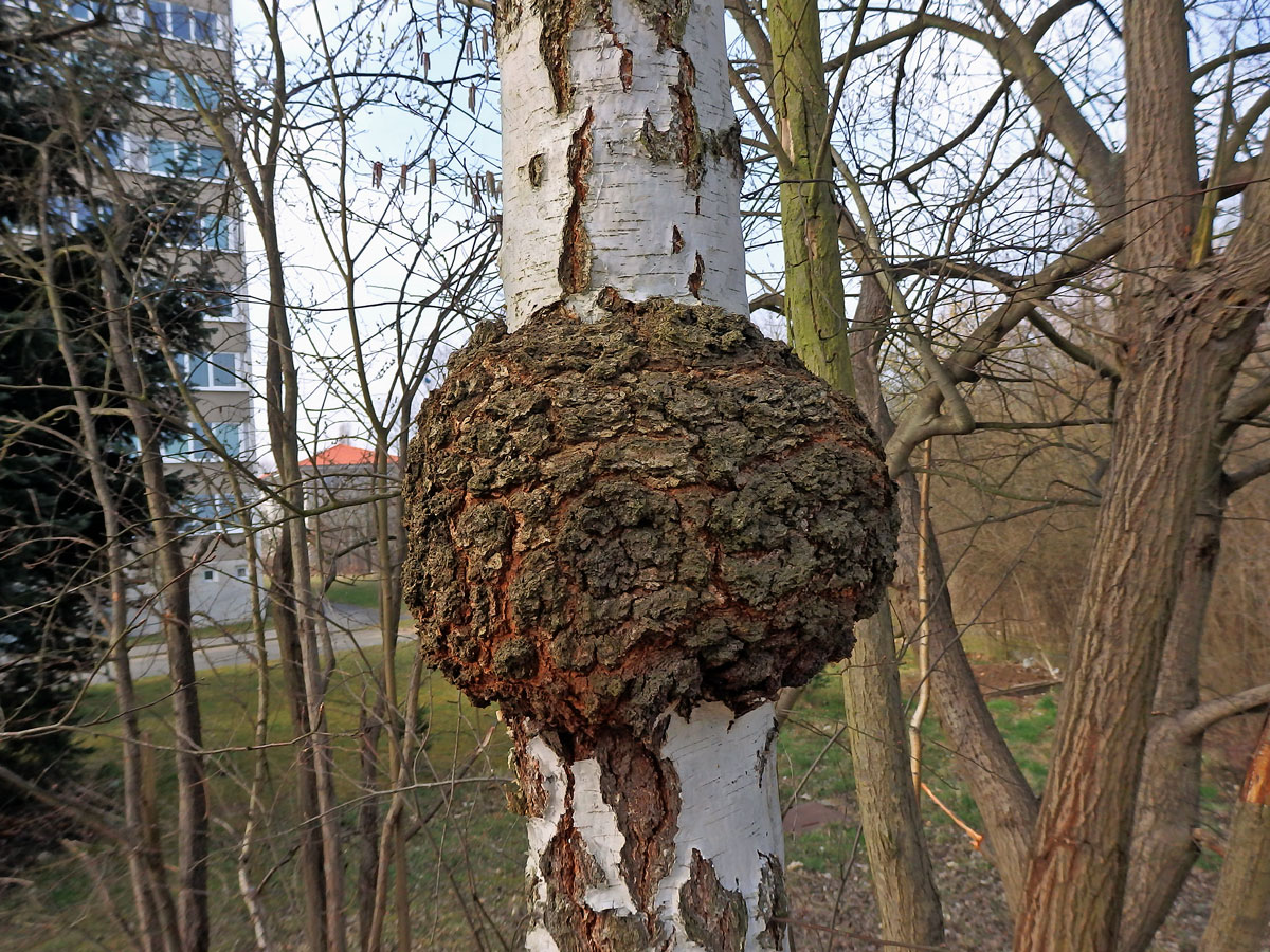 Nádor na bříze bělokoré (Betula pendula Roth) (55b)