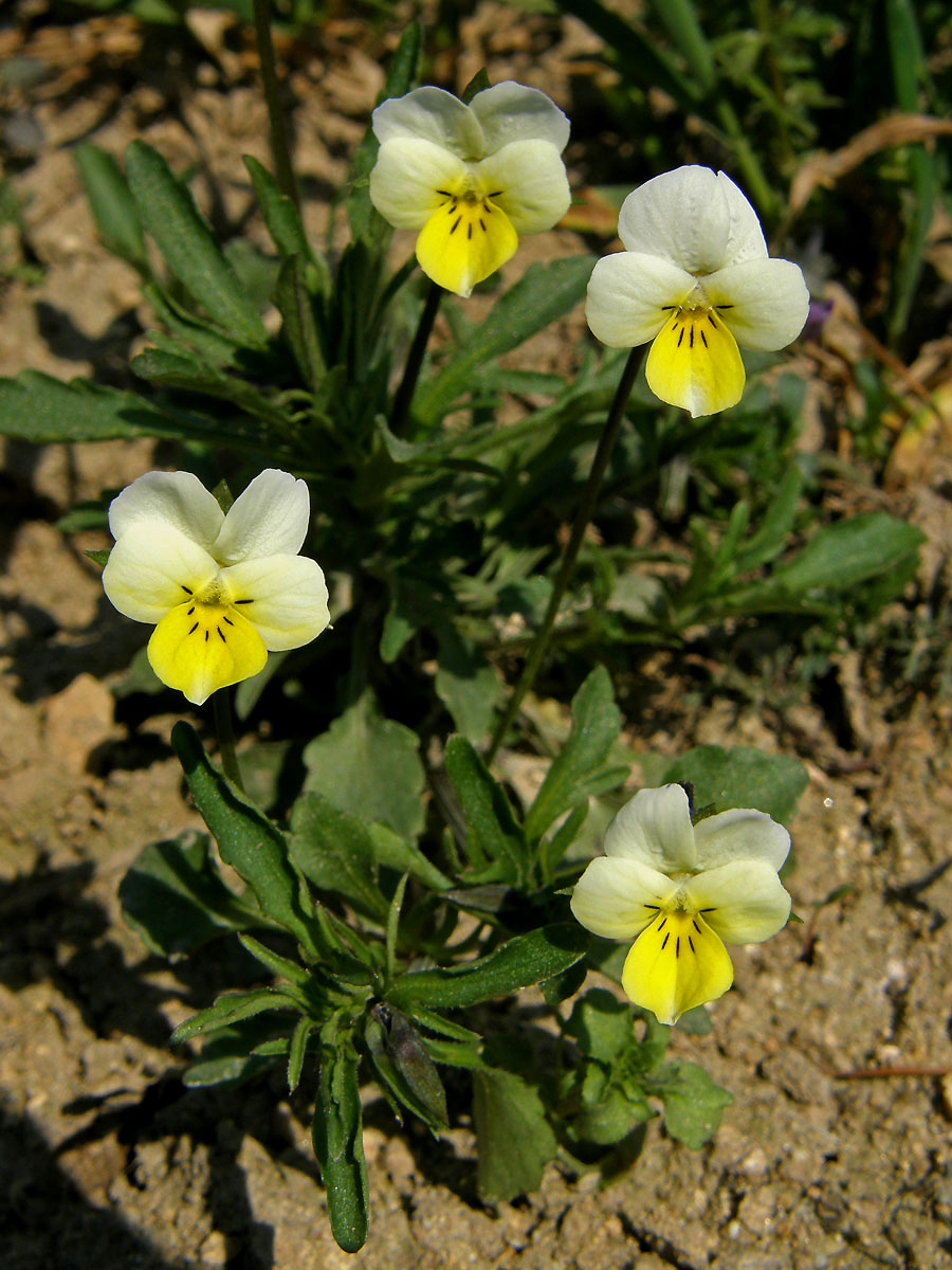 Violka rolní (Viola arvensis Murray)