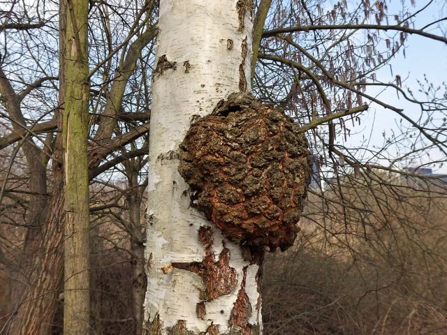 Nádor na bříze bělokoré (Betula pendula Roth) (55c)