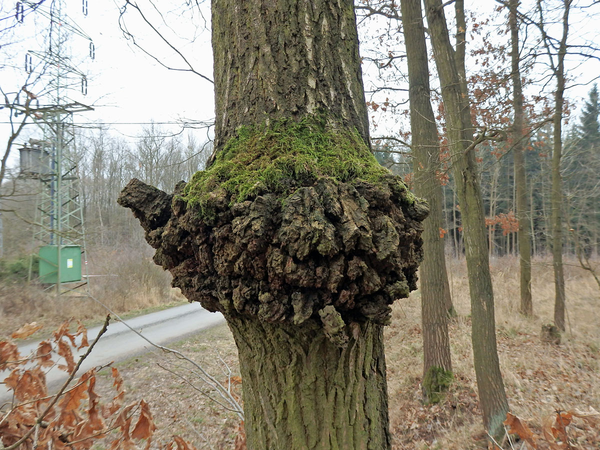 Nádor na dubu letním (Quercus robur L.) (33)