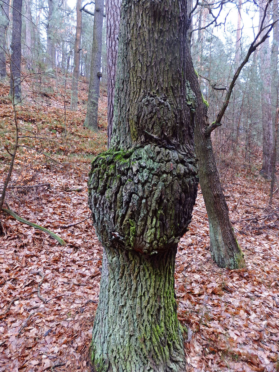 Nádor na dubu letním (Quercus robur L.) (32a)