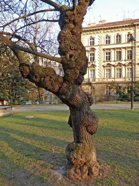 Javor mléč (Acer platanoides L.) s nádorem na kmeni (37a)