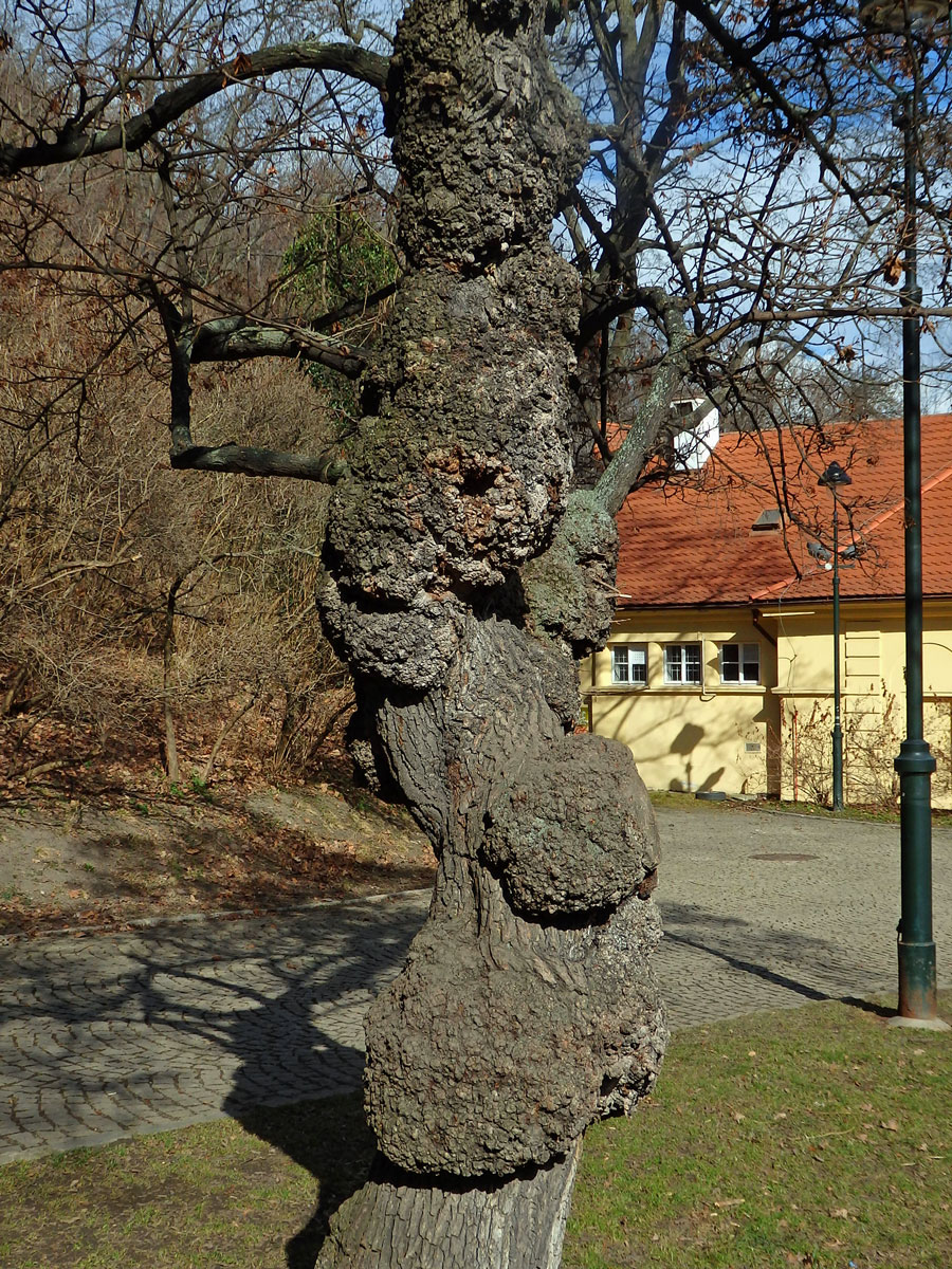 Javor mléč (Acer platanoides L.) s nádory na kmeni (37b)