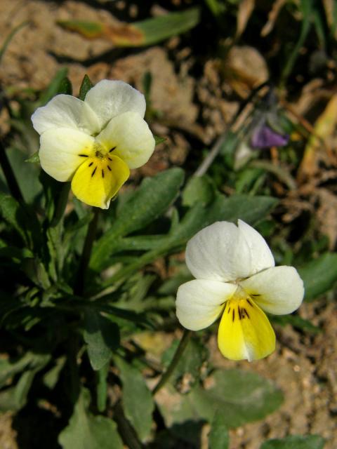 Violka rolní (Viola arvensis Murray)