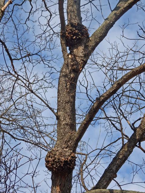 Javor klen (Acer pseudoplatanus L.) s nádory na větvích (38a)