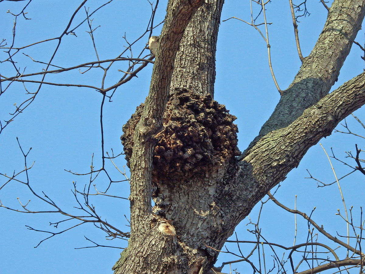 Javor klen (Acer pseudoplatanus L.) s nádory na větvích (38b)