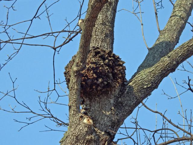 Javor klen (Acer pseudoplatanus L.) s nádory na větvích (38b)