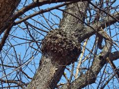 Javor klen (Acer pseudoplatanus L.) s nádory na větvích (38d)