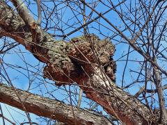 Javor klen (Acer pseudoplatanus L.) s nádory na větvích (38e)