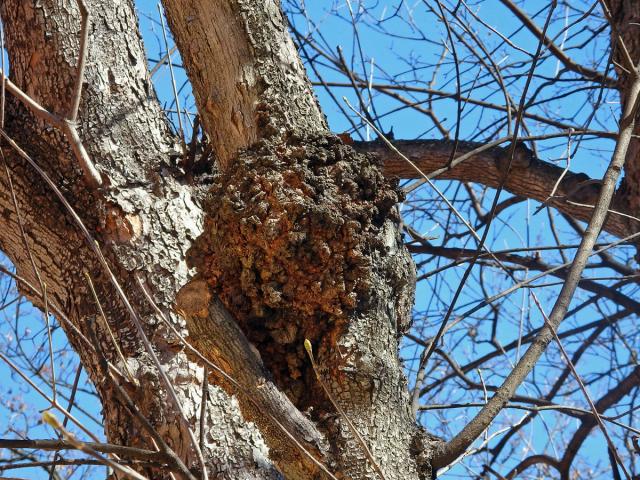 Javor klen (Acer pseudoplatanus L.) s nádory na větvích (38f)