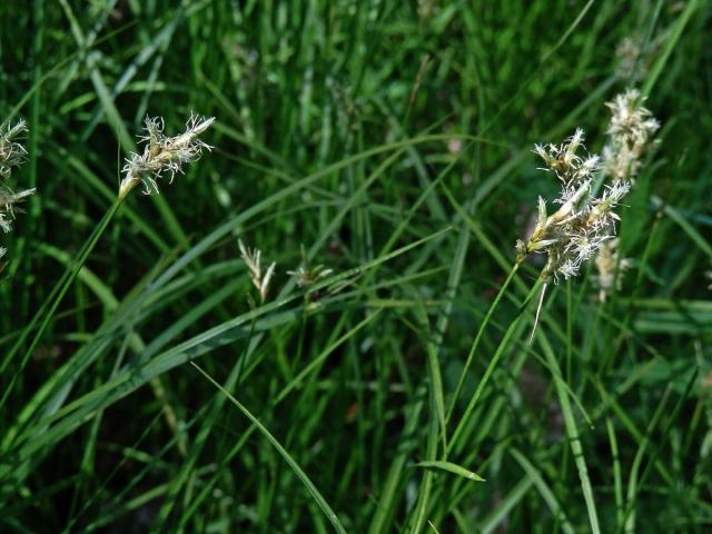 Ostřice třeslicovitá (Carex brizoides L.)