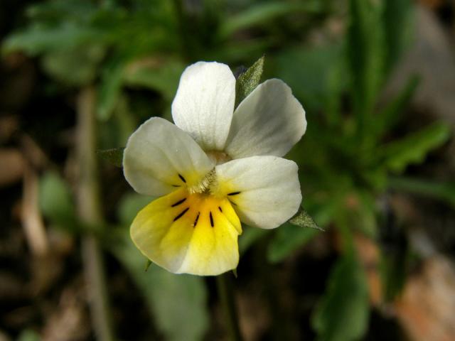 Violka rolní (Viola arvensis Murray)