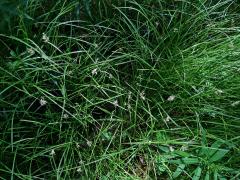 Ostřice třeslicovitá (Carex brizoides L.)