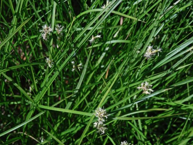 Ostřice třeslicovitá (Carex brizoides L.)