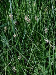 Ostřice třeslicovitá (Carex brizoides L.)