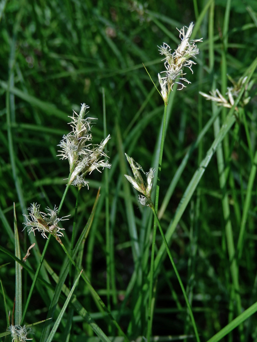 Ostřice třeslicovitá (Carex brizoides L.)