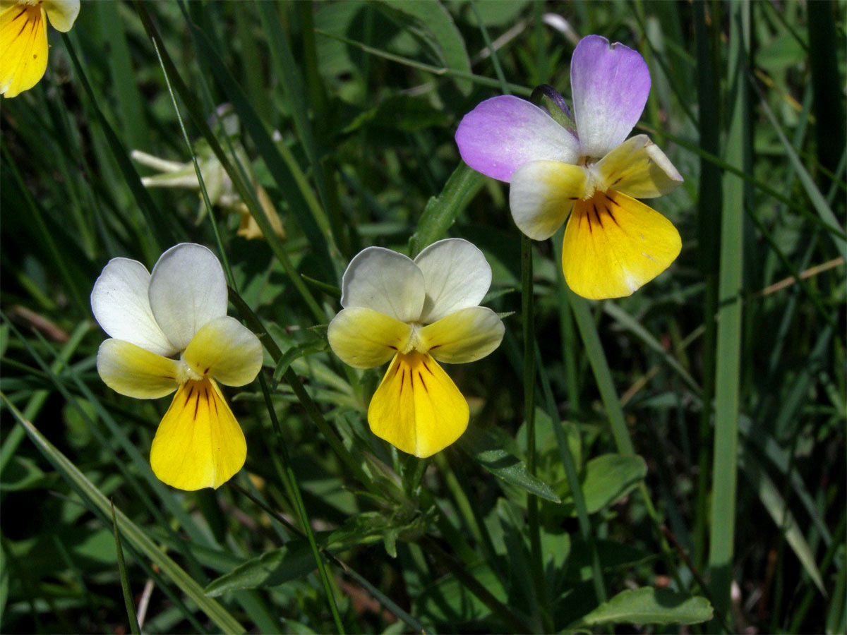 Violka trojbarevná (Viola tricolor L.)